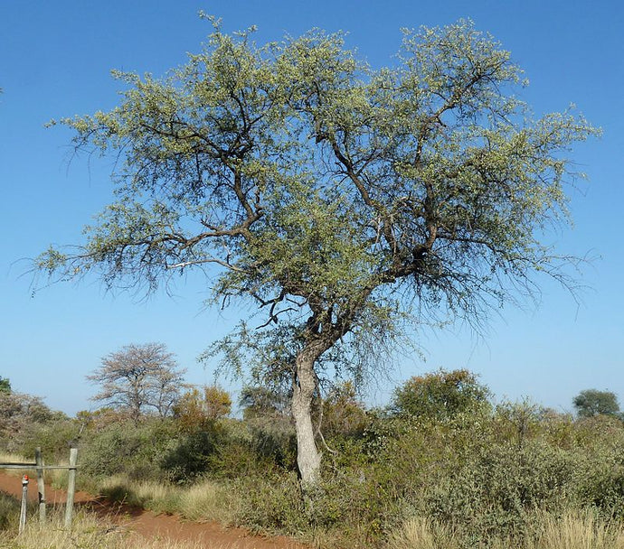 Leadwood del árbol ancestral africano